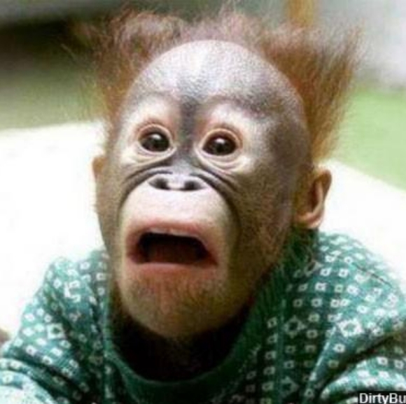 Meet your Posher, Samantha - Picture 1 of 1